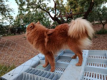 Volpina Spitz