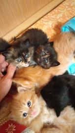 Gattini pelo lungo europei