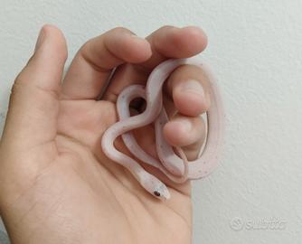 Serpente del grano palmetto