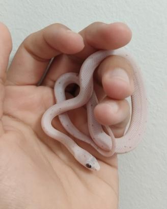 Serpente del grano palmetto