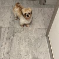 Cucciola shitzu toy pura razza di 13 mesi