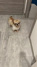 Cucciola shitzu toy pura razza di 13 mesi