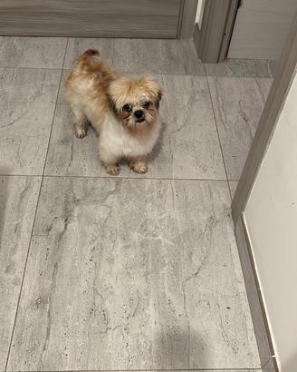 Cucciola shitzu toy pura razza di 13 mesi