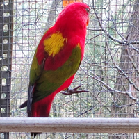 Lorius lori flavopalliatus