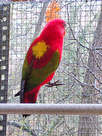 Lorius lori flavopalliatus