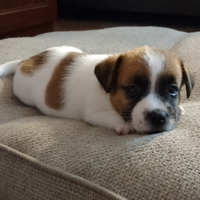 Jack Russell Terrier