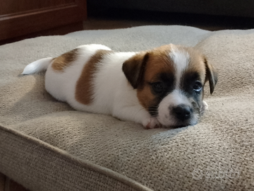 Jack Russell Terrier