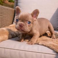 Cucciolo bulldog francese esotico
