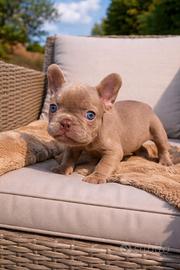Cucciolo bulldog francese esotico