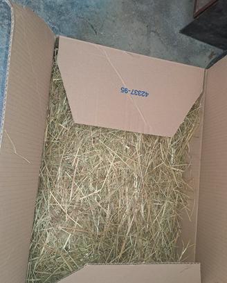 gabbia per criceti con fieno