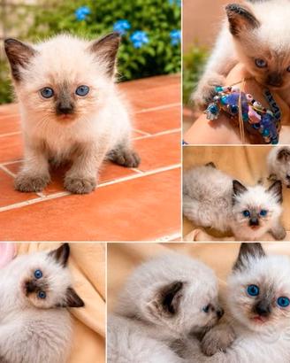 Ragdoll