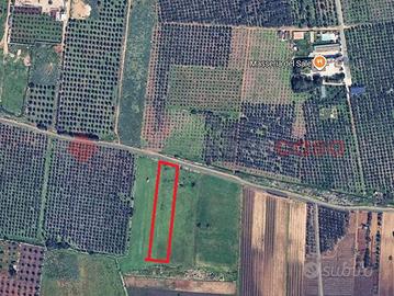 Terreno Agricolo Manduria [1238VCG]