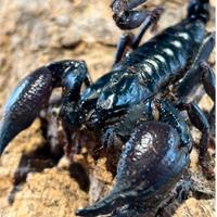 Scorpione silenus femmina 13cm gravida