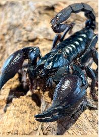 Scorpione silenus femmina 13cm gravida
