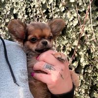 Cucciolo di chihuahua