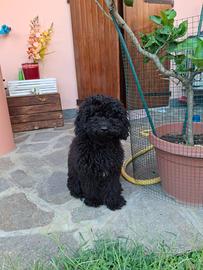 Barboncino toy