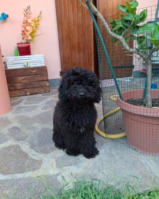 Barboncino toy