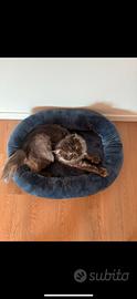 Gatto Maine Coon 2 anni