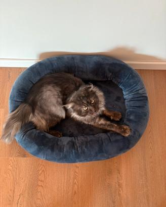 Gatto Maine Coon 2 anni
