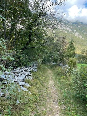 Bosco / Terreno Vittorio Veneto