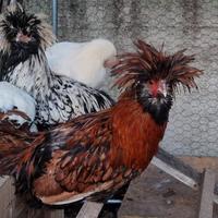 Galli di padovana oro e argento