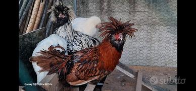 Galli di padovana oro e argento
