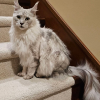 Maine coon gatta adulta