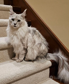 Maine coon gatta adulta