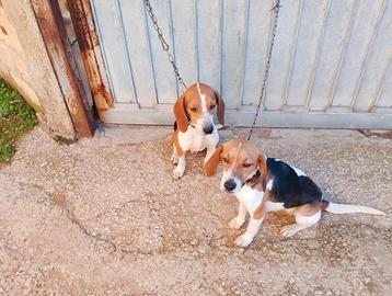 Cani da caccia Beagle segugio