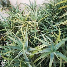 Talee di pianta grassa Aloe Arborescens