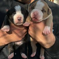 Cuccioli di pitbull ukc