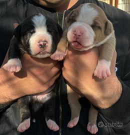 Cuccioli di pitbull ukc