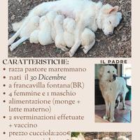 Cuccioli Pastore Maremmano Vaccinati e Sverminati
