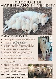 Cuccioli Pastore Maremmano Vaccinati e Sverminati