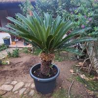 Cycas in vaso da 80 cm