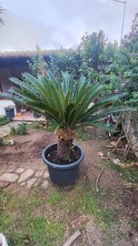 Cycas in vaso da 80 cm
