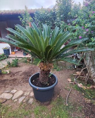 Cycas in vaso da 80 cm
