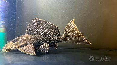 Loricaridi Pterygoplichthys gibbiceps