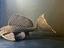 Immagine 1