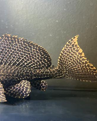 Loricaridi Pterygoplichthys gibbiceps