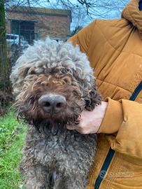 Lagotto romagnolo