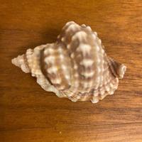 Conchiglia genere Distorsio anus