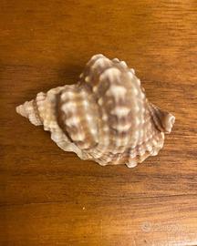 Conchiglia genere Distorsio anus