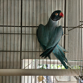 Maschio parrocchetto blu