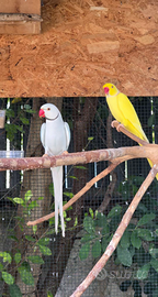 PARROCCHETTI dal collare