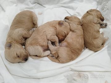 Mini maltipoo