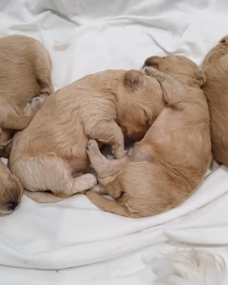 Mini maltipoo
