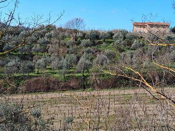 Vendita oliveto