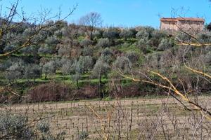 Vendita oliveto
