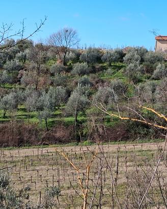 Vendita oliveto